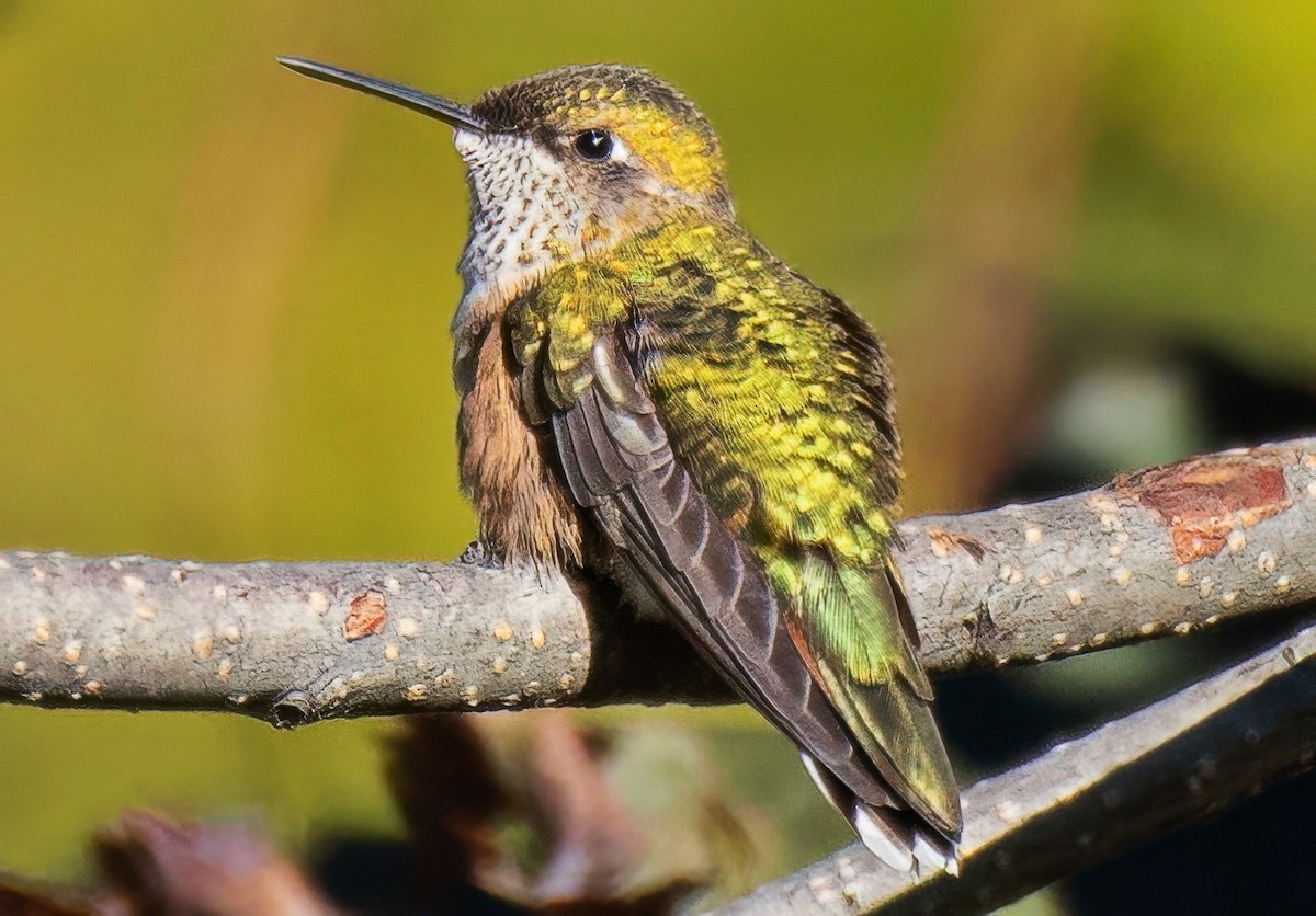 Broad-tailed Hummingbird - ML642023111