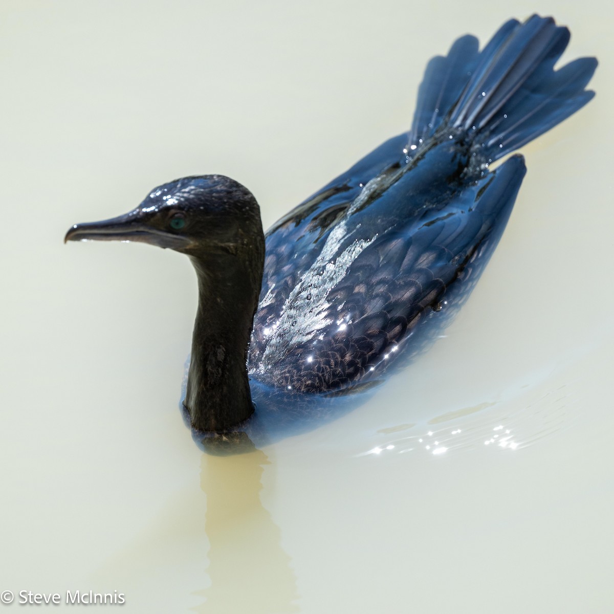 Little Black Cormorant - ML642023113