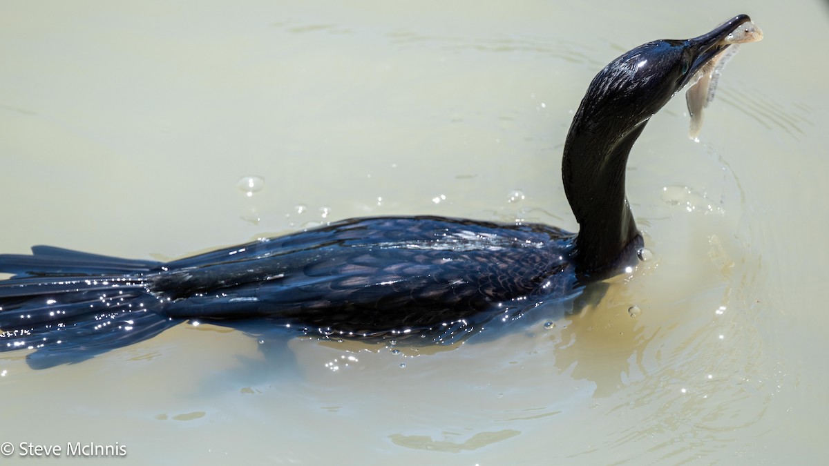 Little Black Cormorant - ML642023114