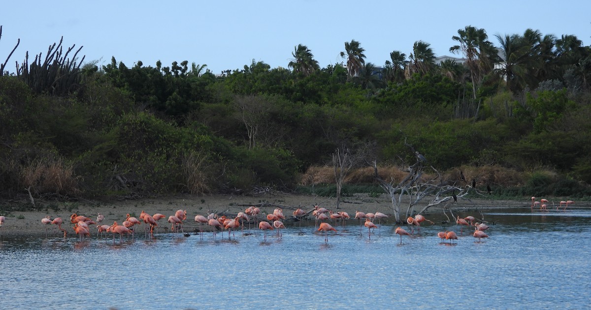 American Flamingo - ML642023116