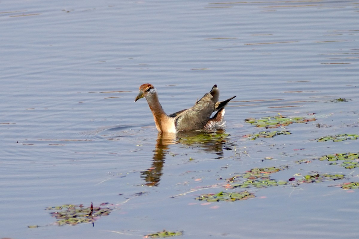 Bronze-winged Jacana - ML642023120