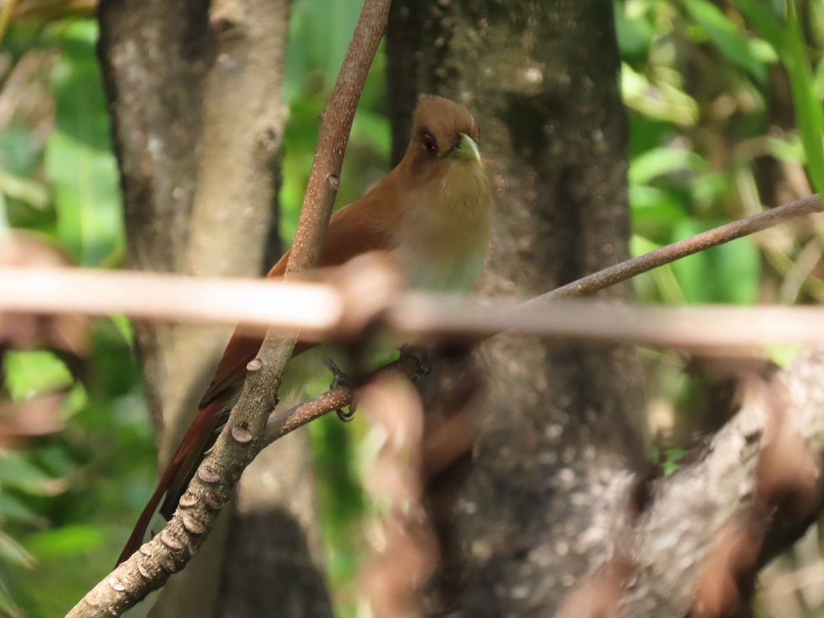 Squirrel Cuckoo - ML642023121