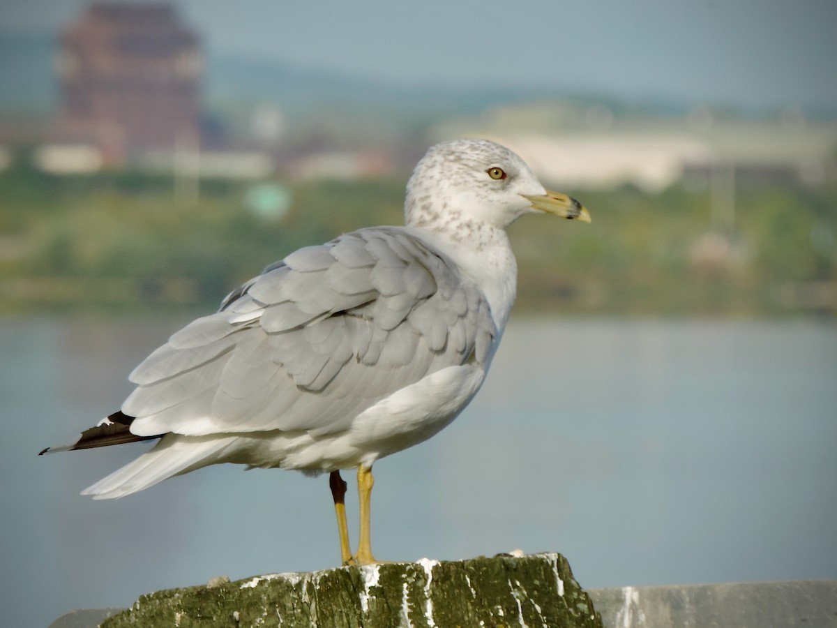 Ring-billed Gull - ML642023123