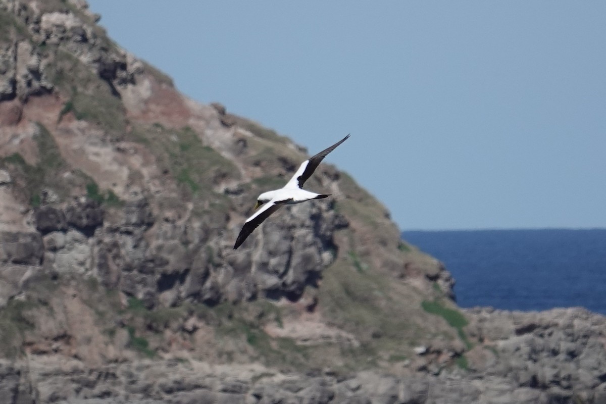 Masked Booby - ML642023134