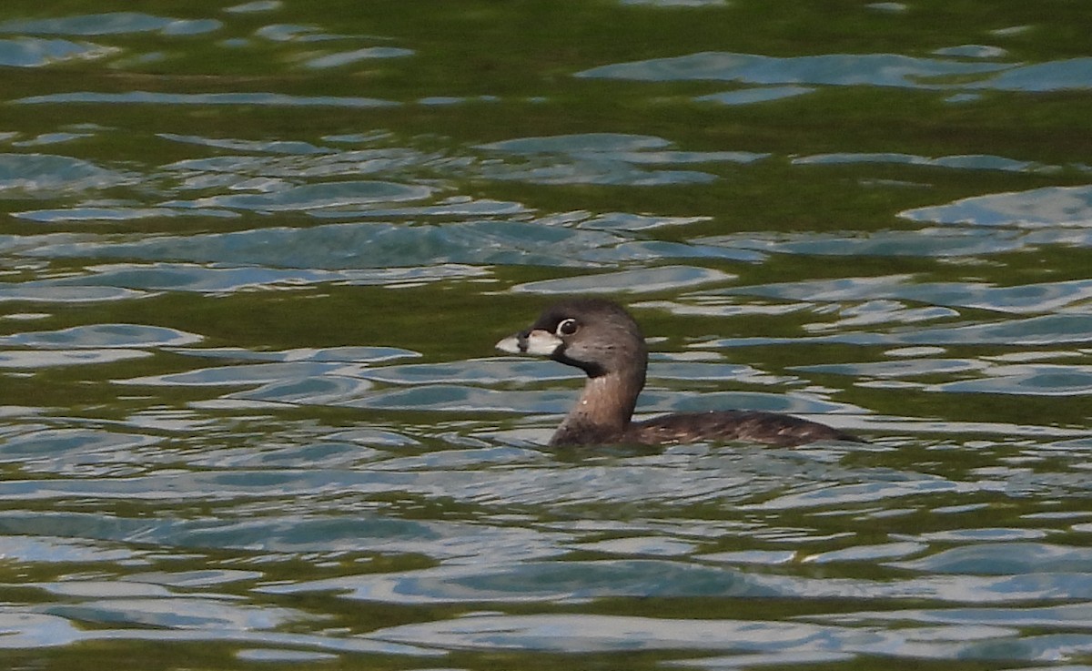 Pied-billed Grebe - ML642023135