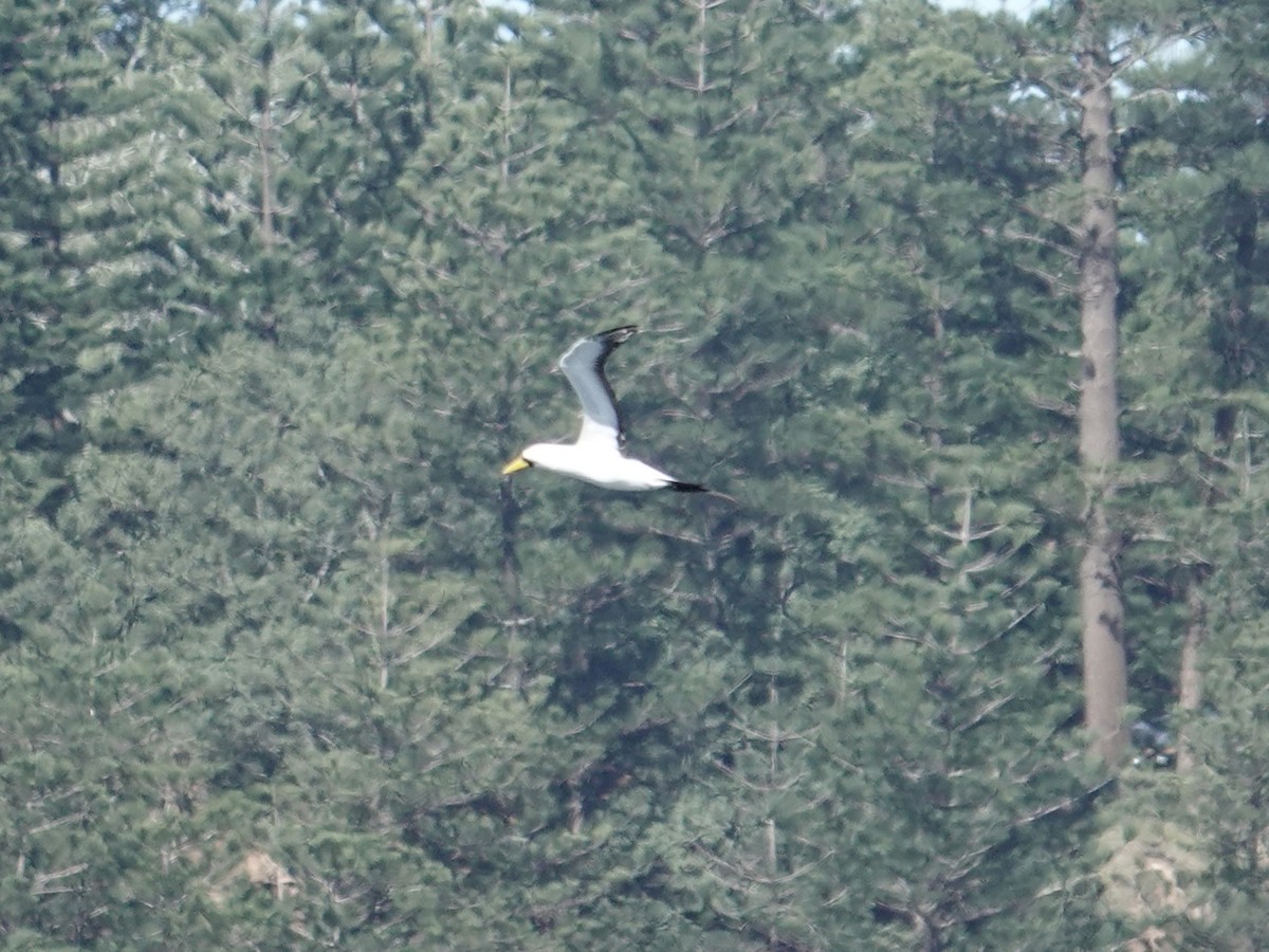 Masked Booby - ML642023140