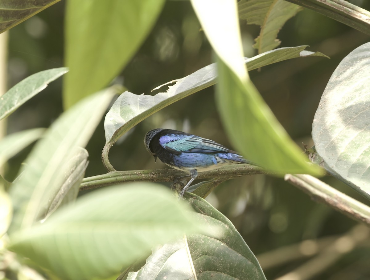 Masked Tanager - ML642023166