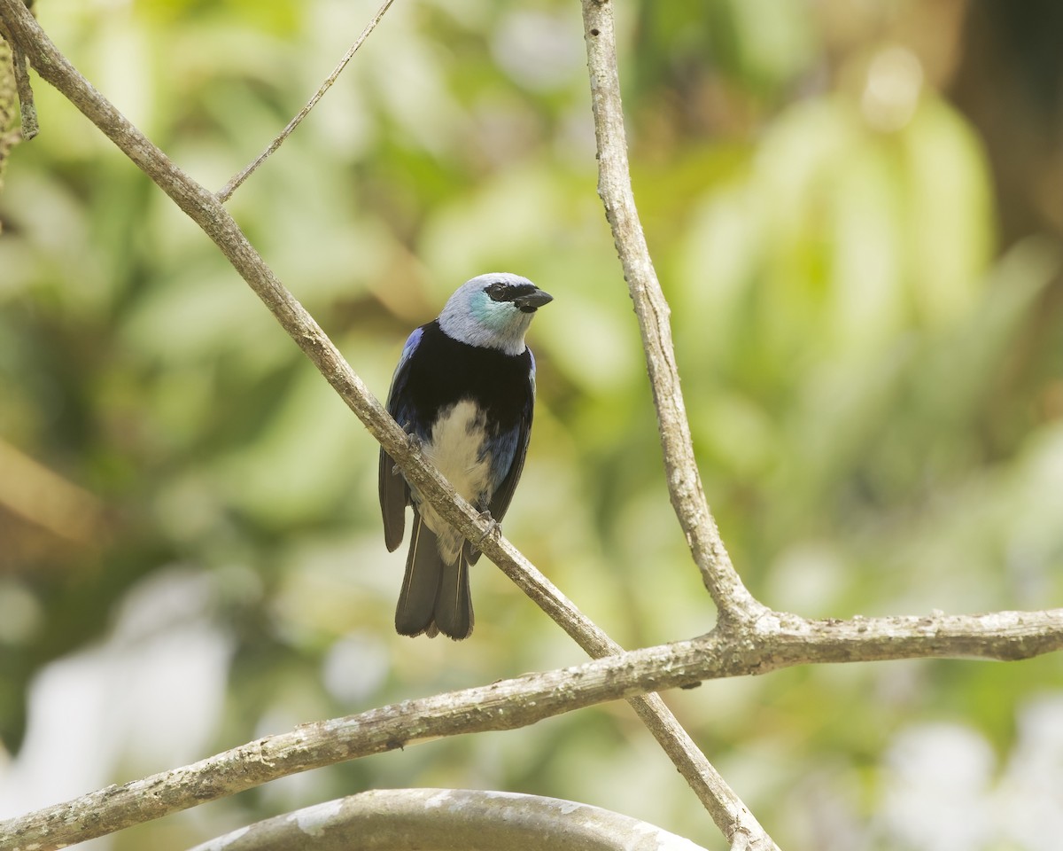 Masked Tanager - ML642023167
