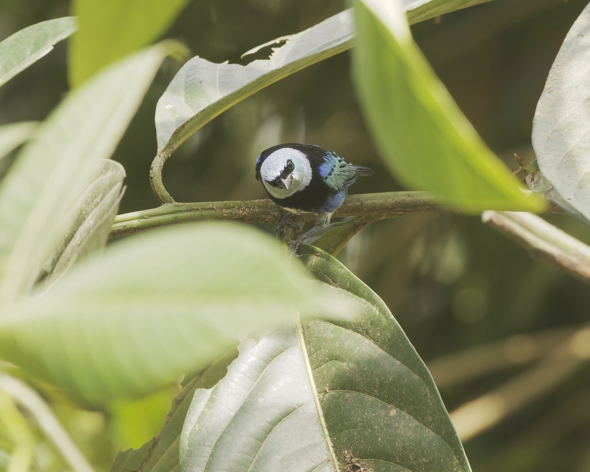 Masked Tanager - ML642023168