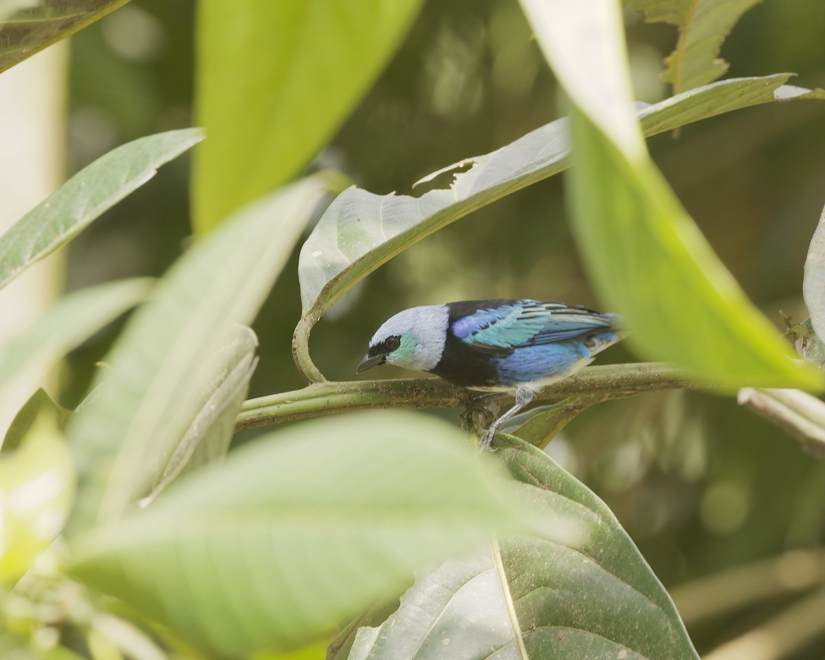 Masked Tanager - ML642023169