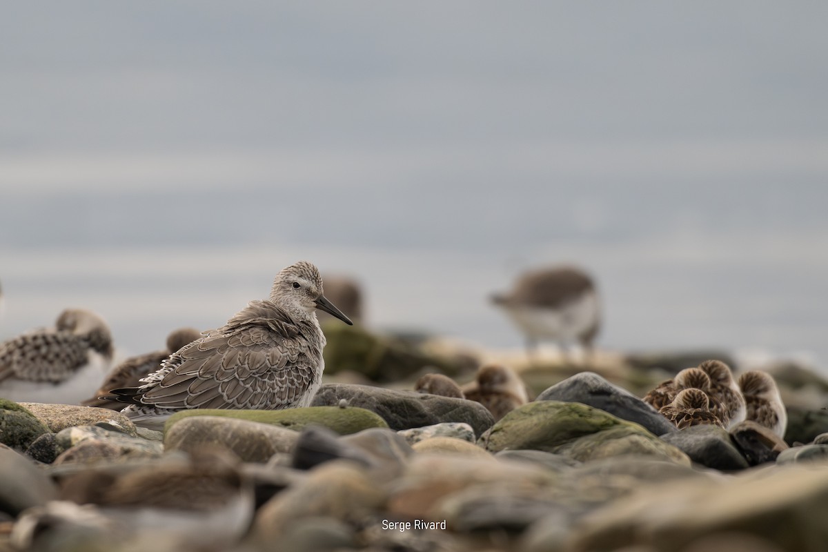 Red Knot - ML642023174