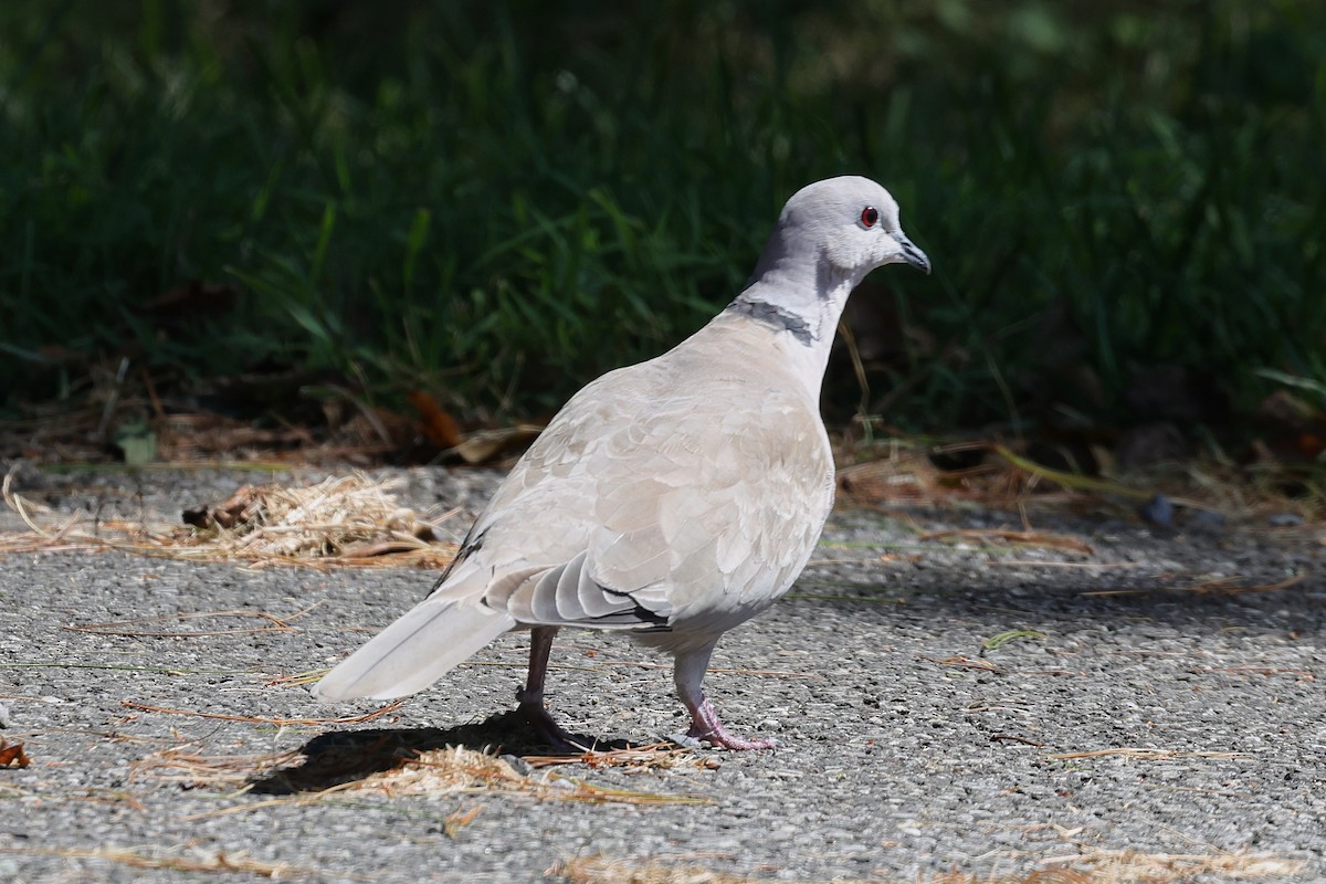 Eurasian Collared-Dove - ML642023186