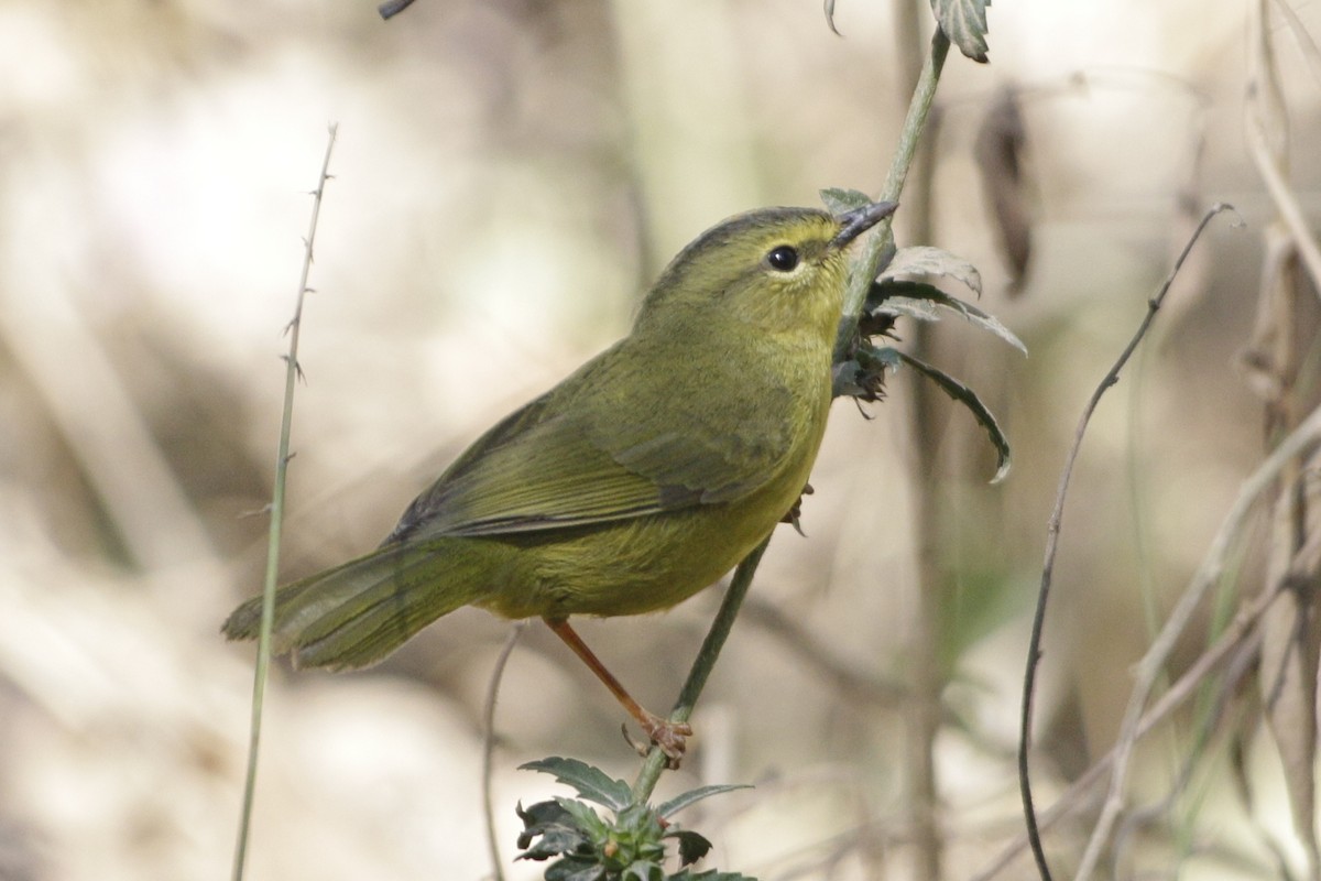 Two-banded Warbler - ML642023198