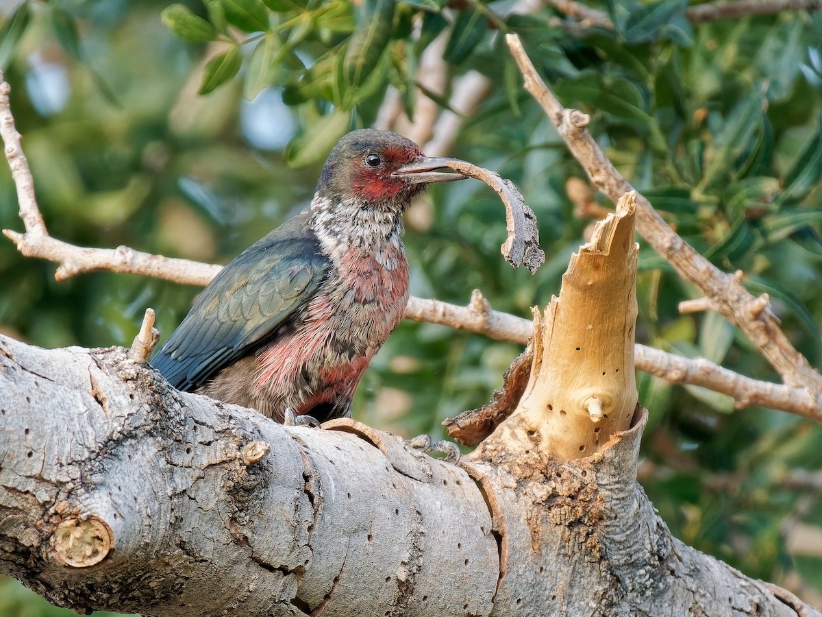 Lewis's Woodpecker - ML642023207
