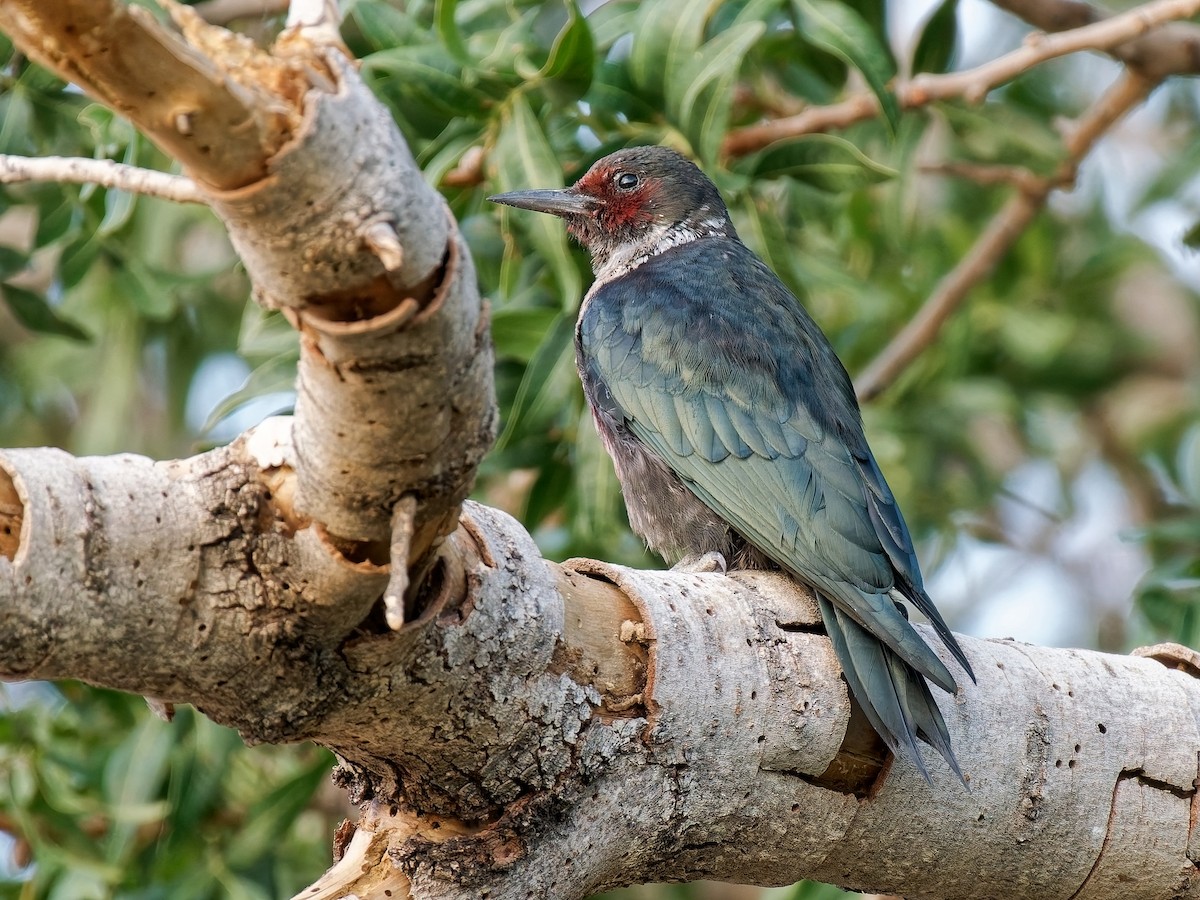 Lewis's Woodpecker - ML642023208