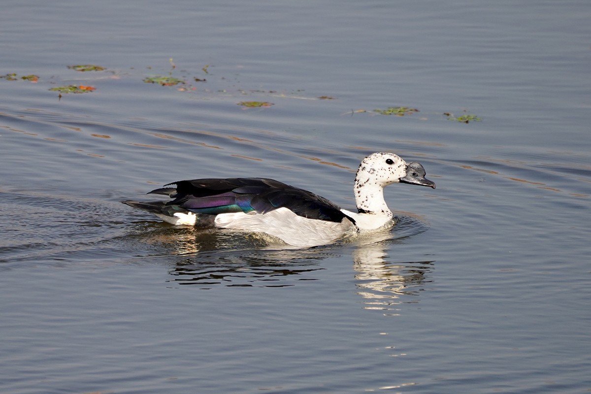 Knob-billed Duck - ML642023216