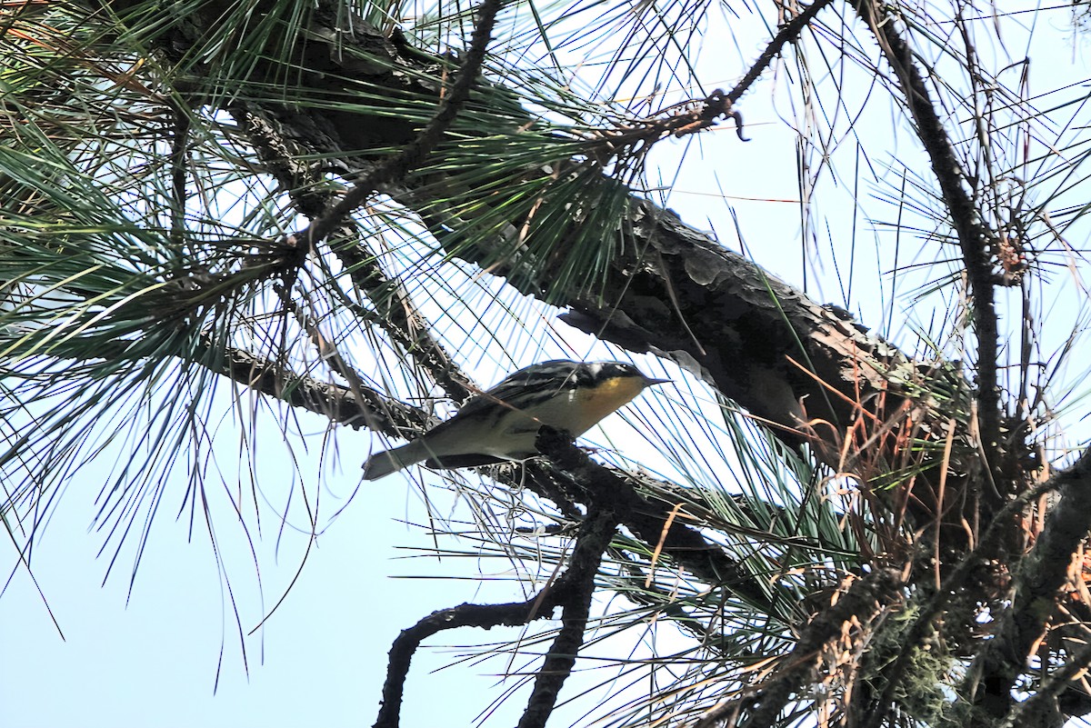 Yellow-throated Warbler - ML642023219