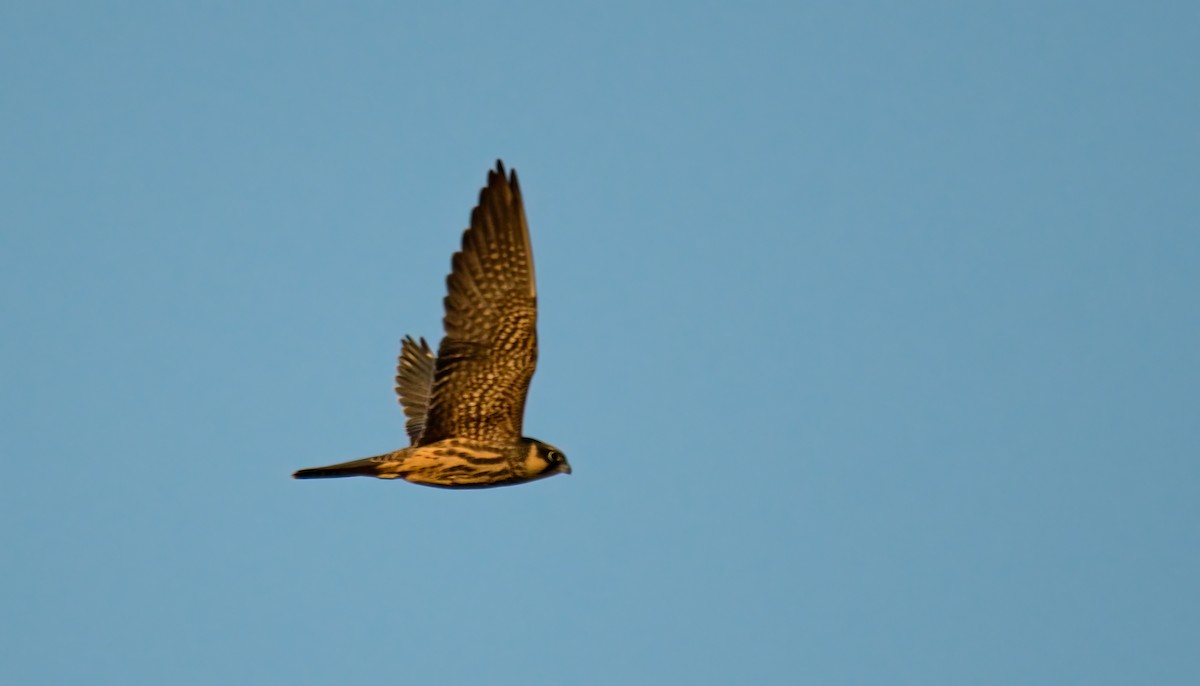 ostříž lesní - ML642023223