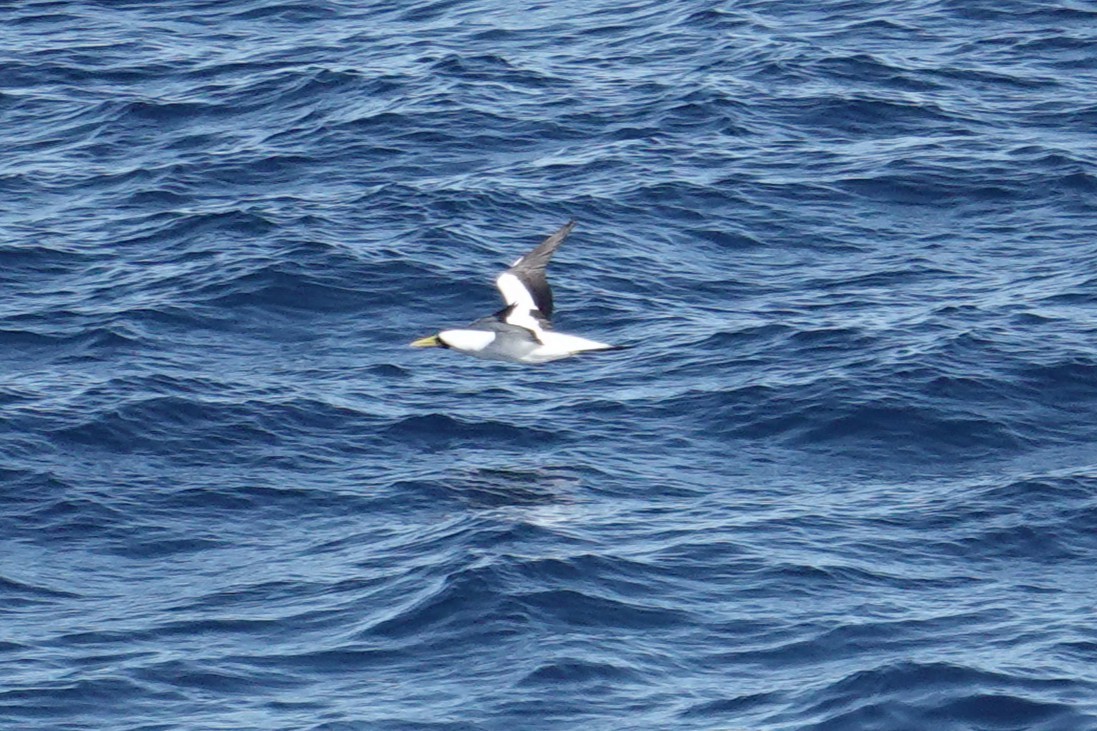 Masked Booby - ML642023225
