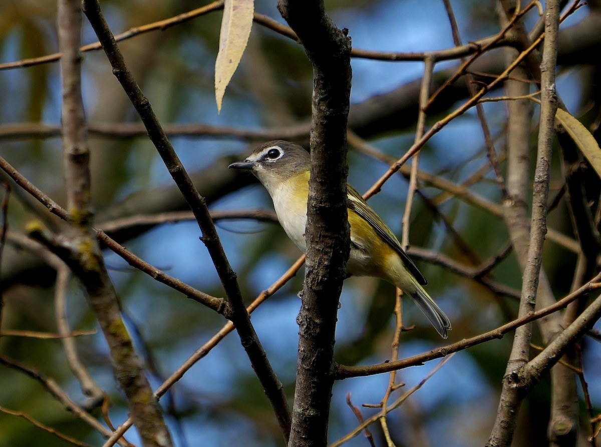 Blue-headed Vireo - ML642023243