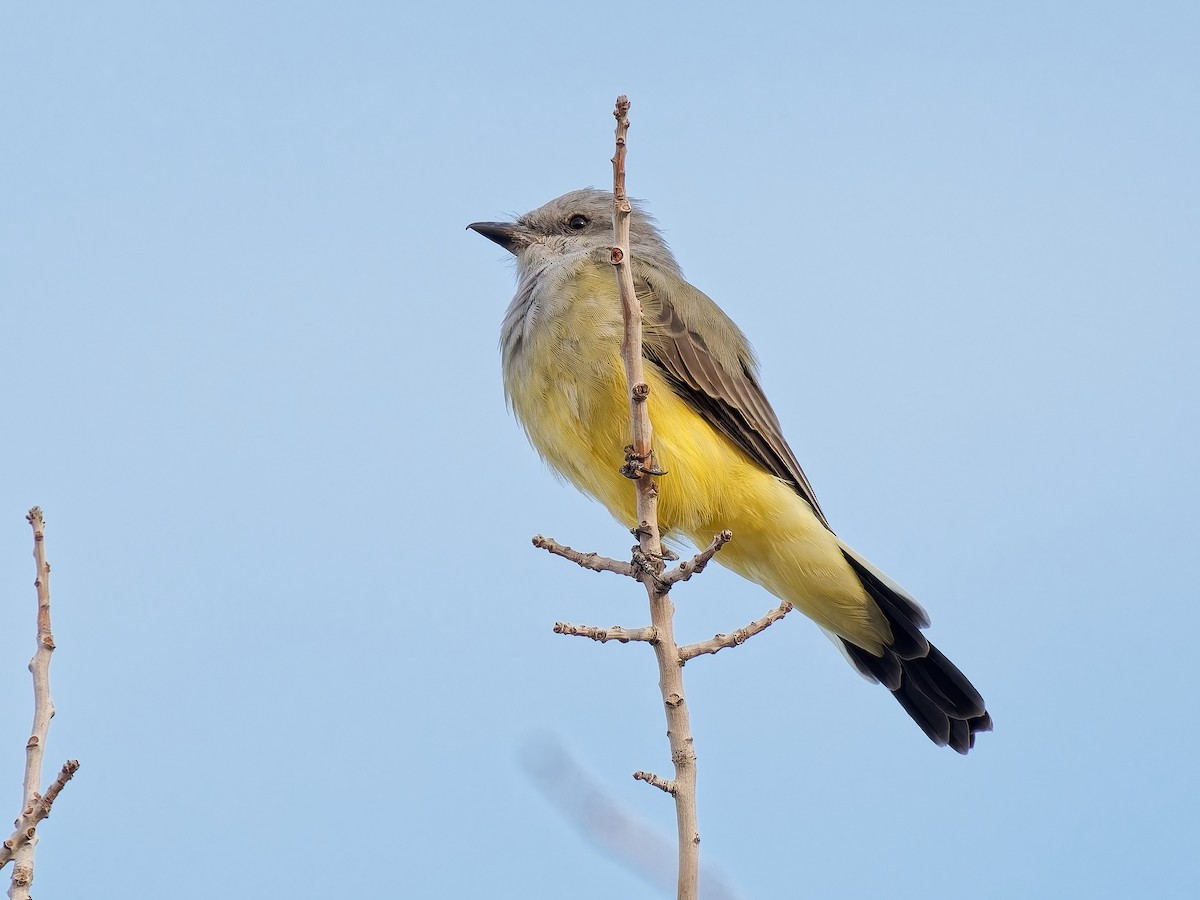 Western Kingbird - ML642023249
