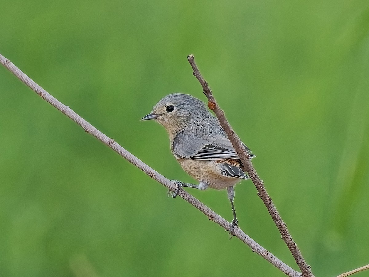 Lucy's Warbler - ML642023264