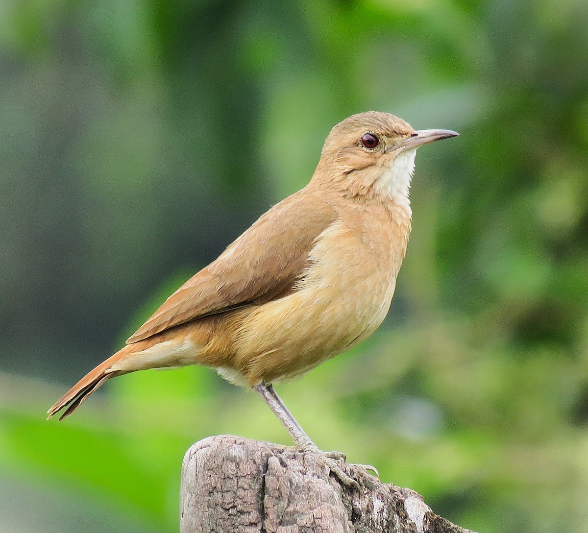 Rufous Hornero - ML642023266