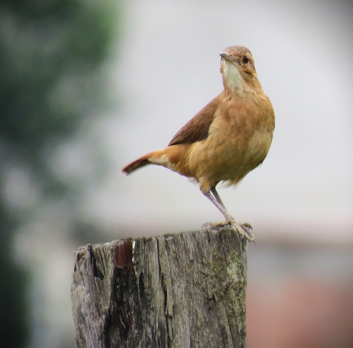 Rufous Hornero - ML642023267