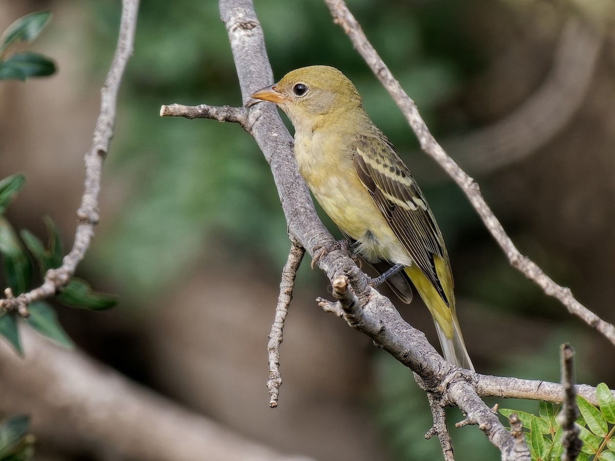 Western Tanager - ML642023275