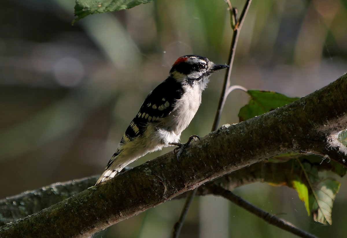 Downy Woodpecker (Eastern) - ML642023276