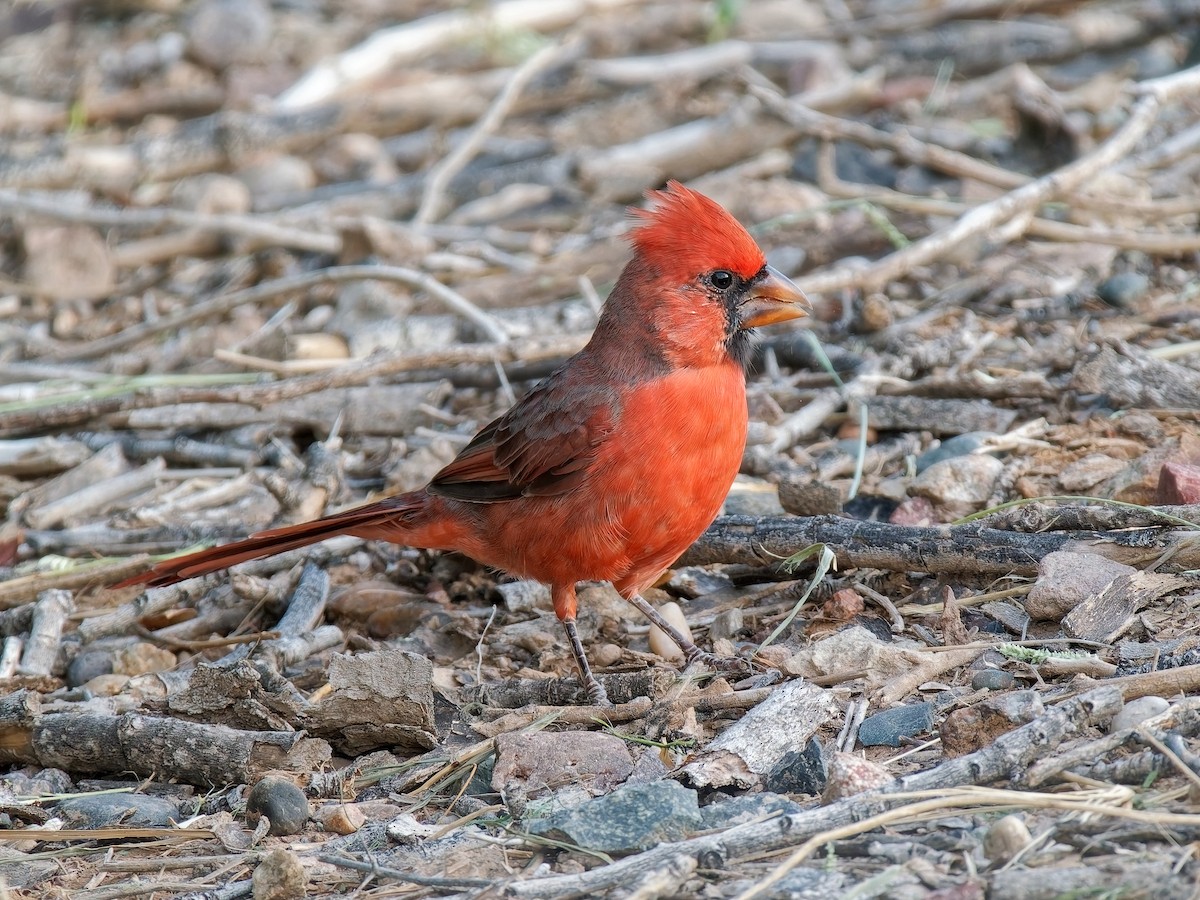 Northern Cardinal - ML642023281