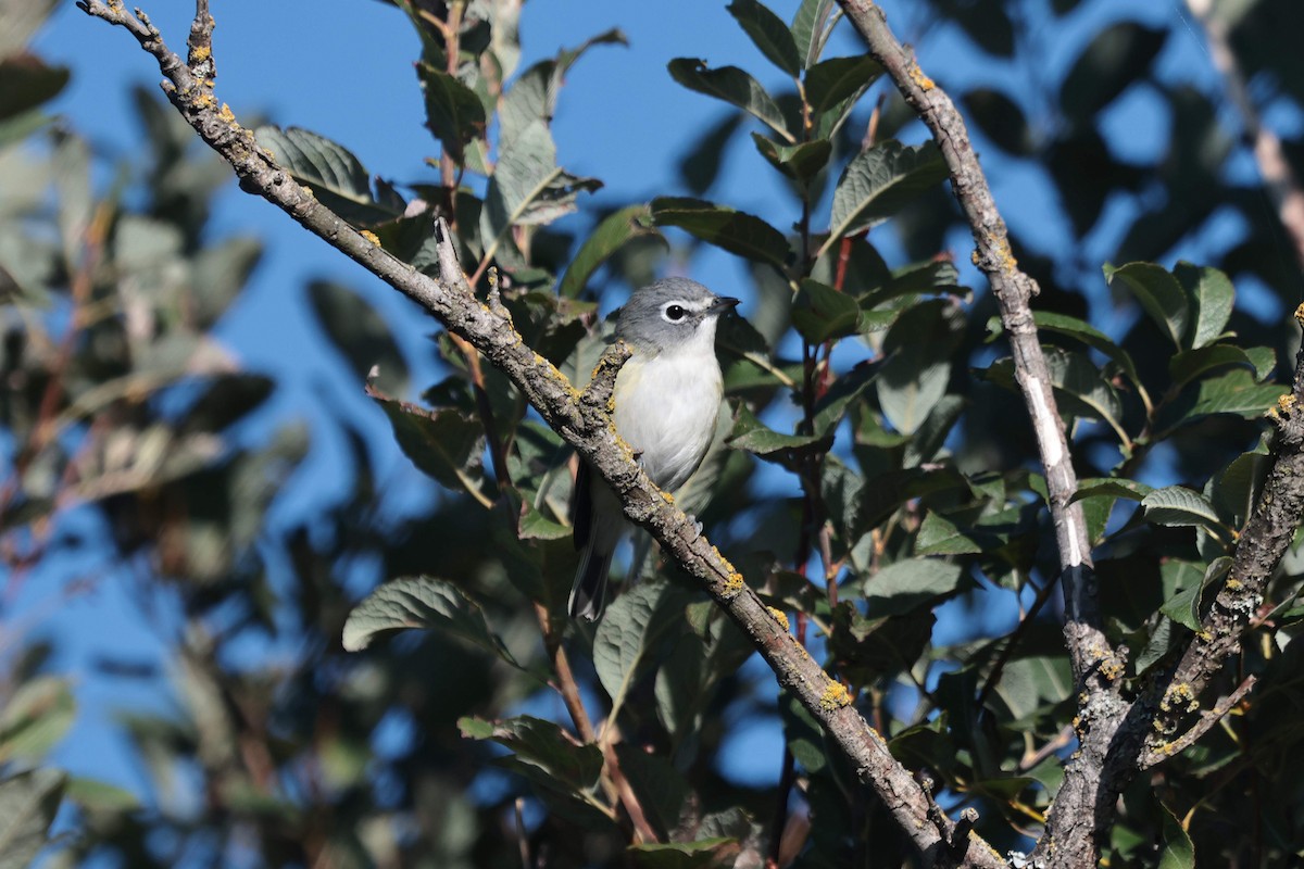 Blue-headed Vireo - ML642023283