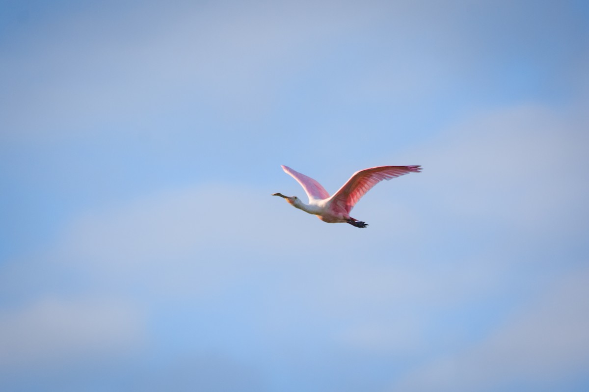 Roseate Spoonbill - ML642023296