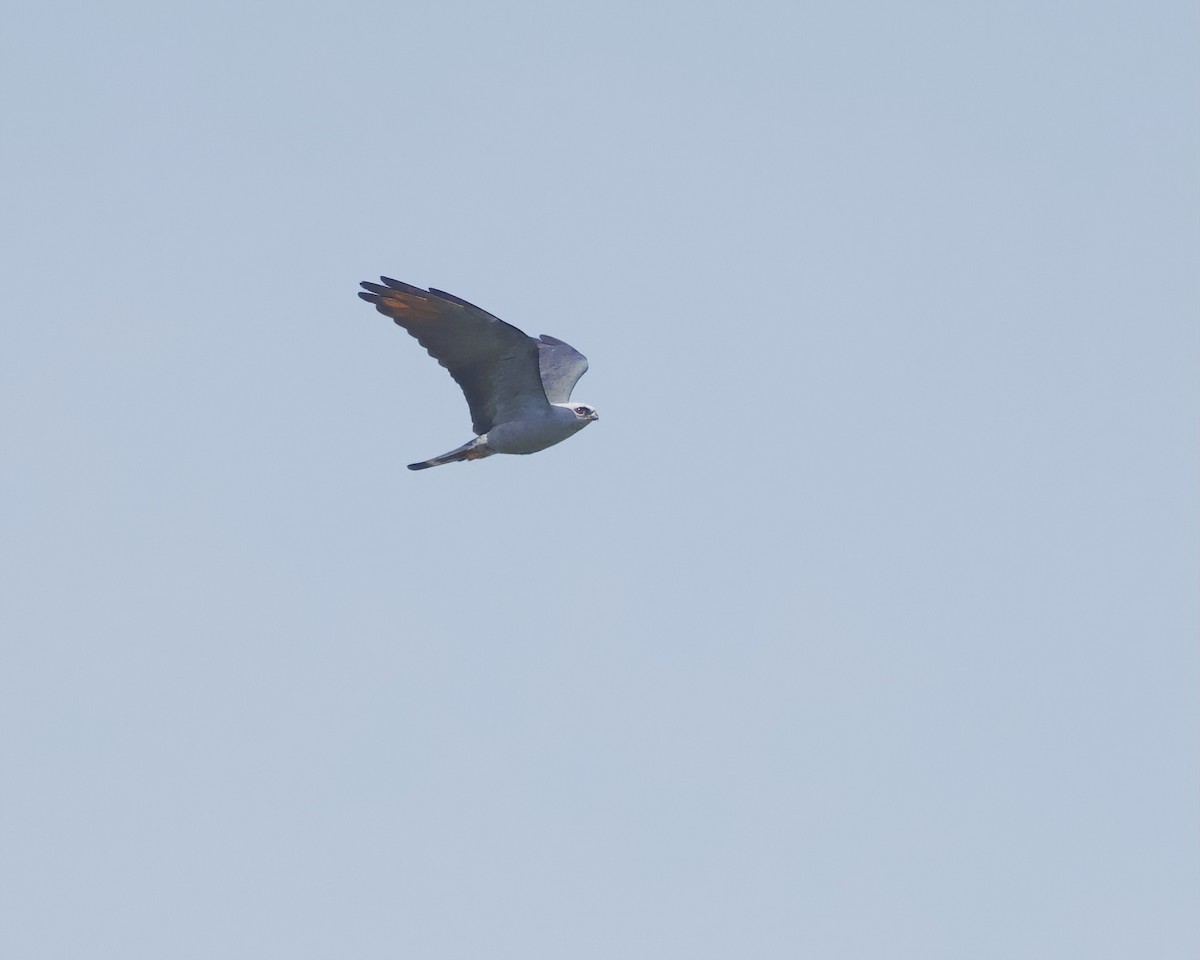 Plumbeous Kite - ML642023305