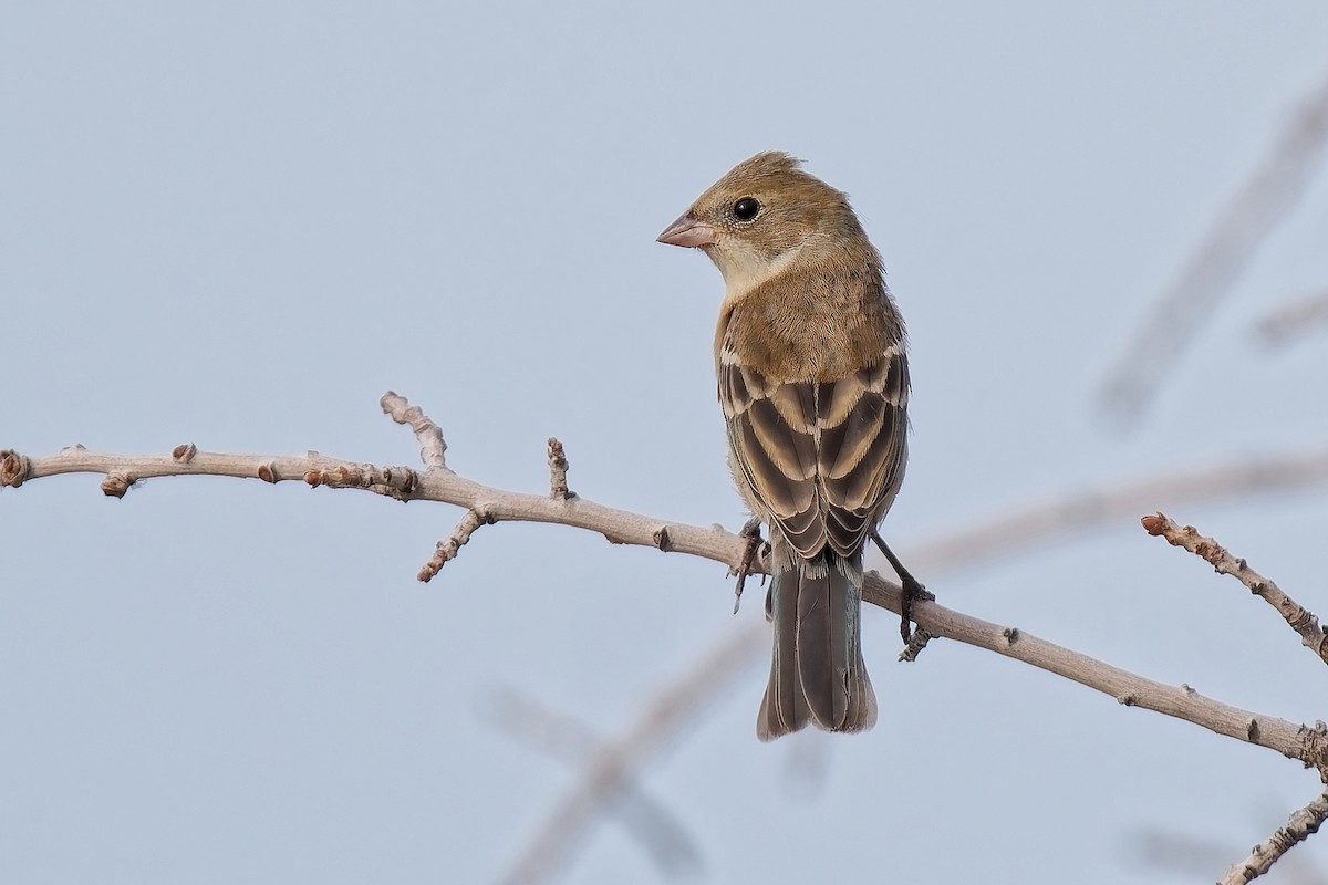 Lazuli Bunting - ML642023306