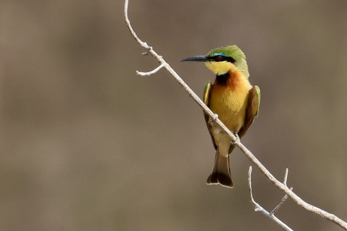 Little Bee-eater - ML642023343