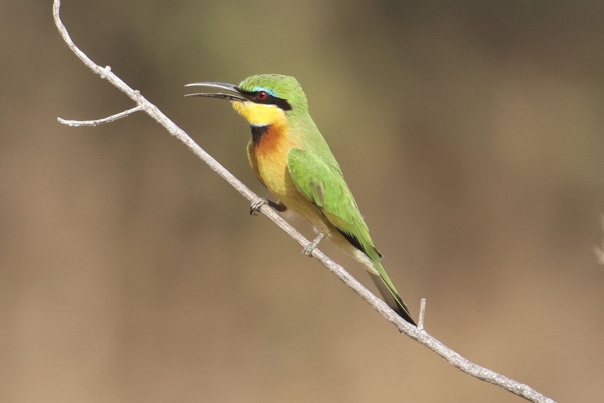 Little Bee-eater - ML642023344