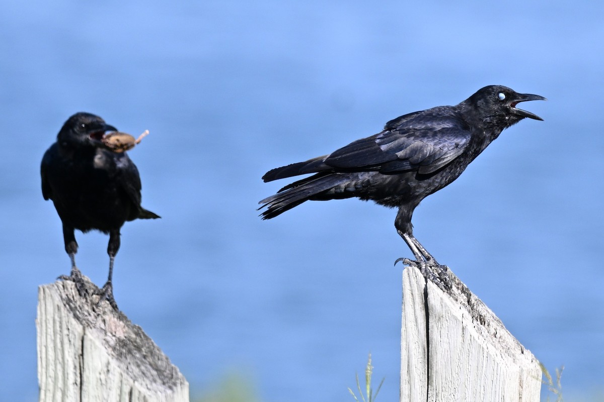 American Crow - ML642023354