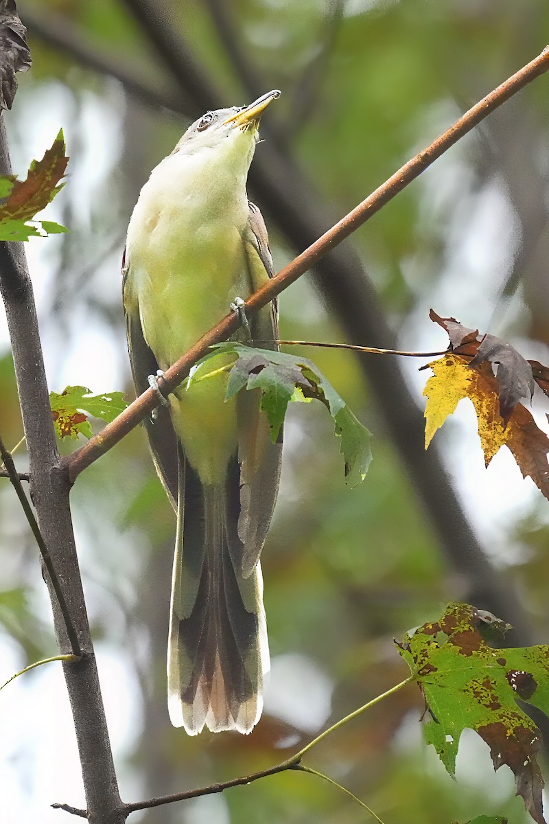 Yellow-billed Cuckoo - ML642023360