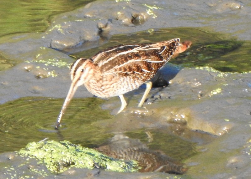 Wilson's Snipe - ML642023363