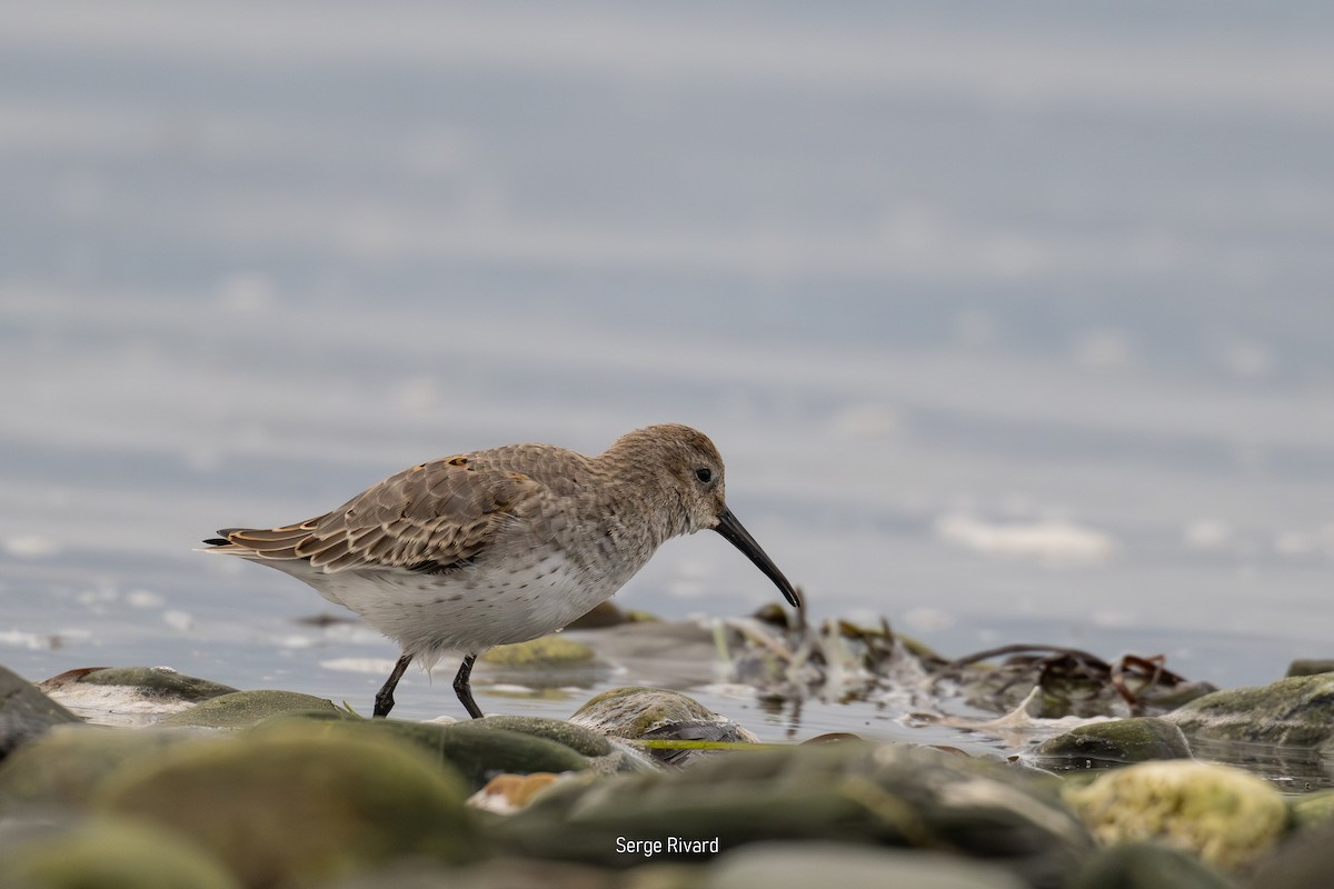 Dunlin - ML642023374