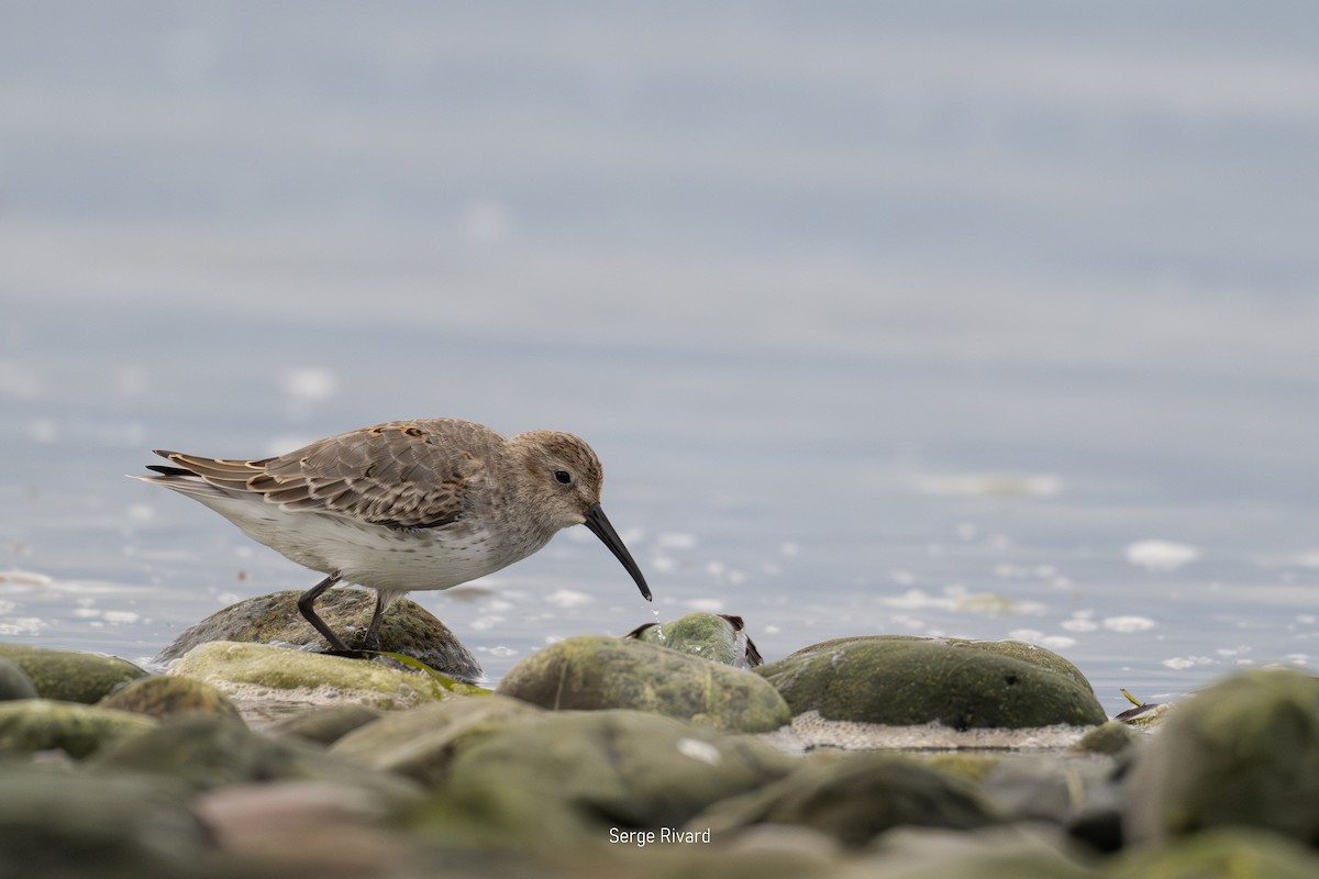 Dunlin - ML642023375