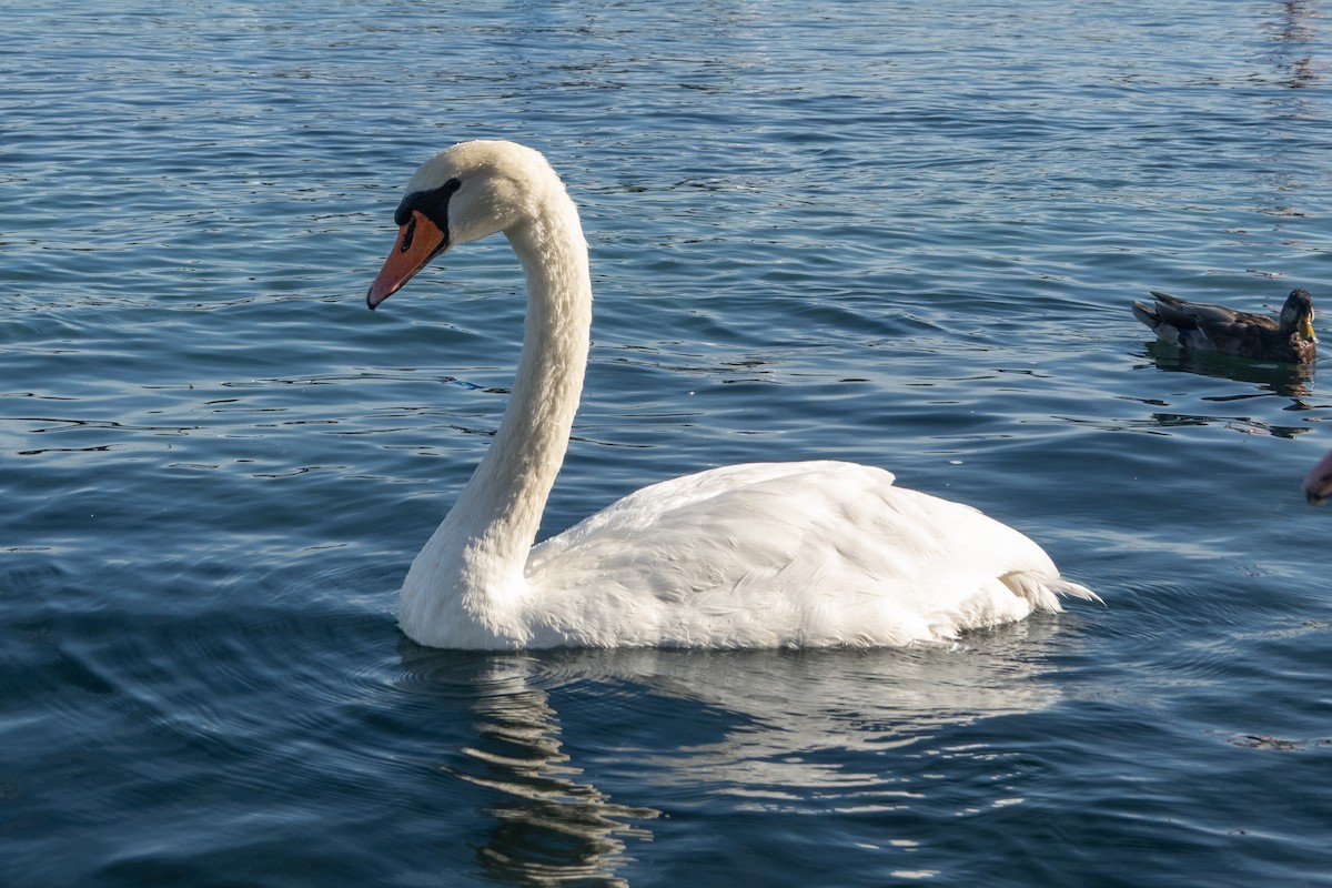 Cigno reale - ML642023385