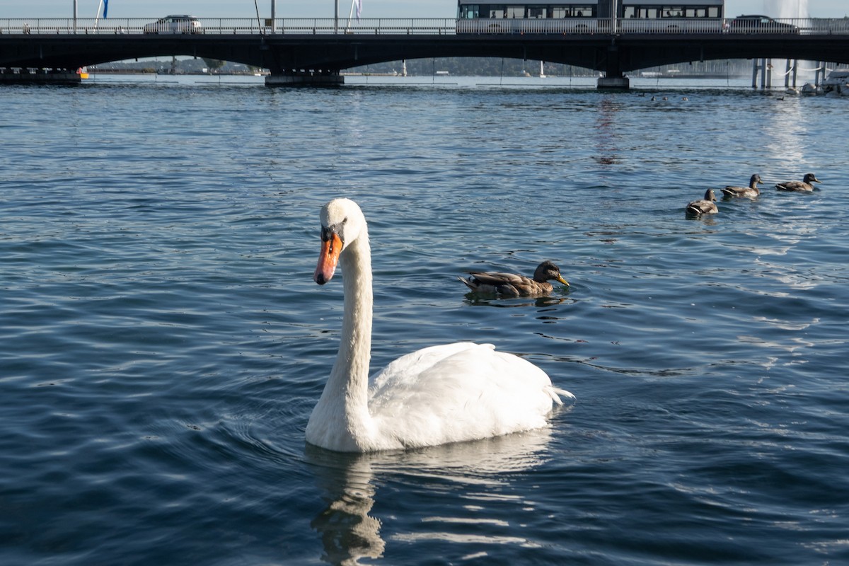 Cigno reale - ML642023387