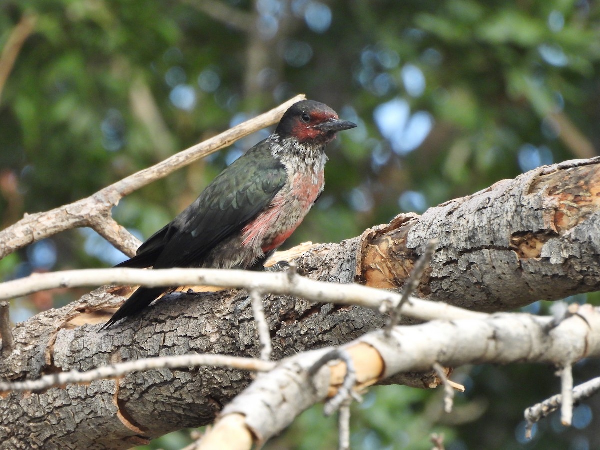 Lewis's Woodpecker - ML642023391