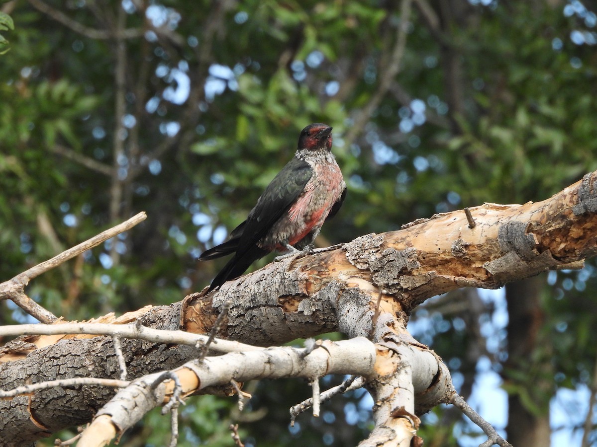 Lewis's Woodpecker - ML642023392
