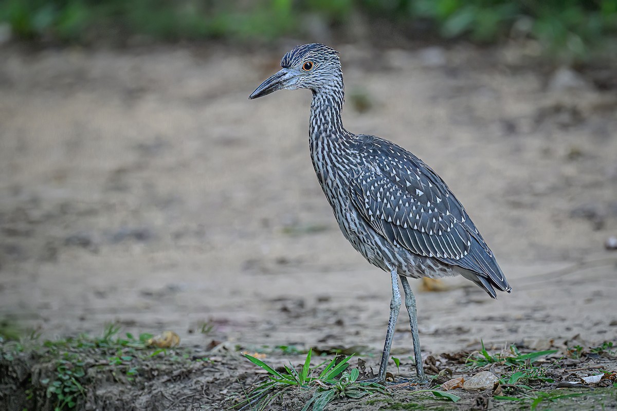Yellow-crowned Night Heron - ML642023399