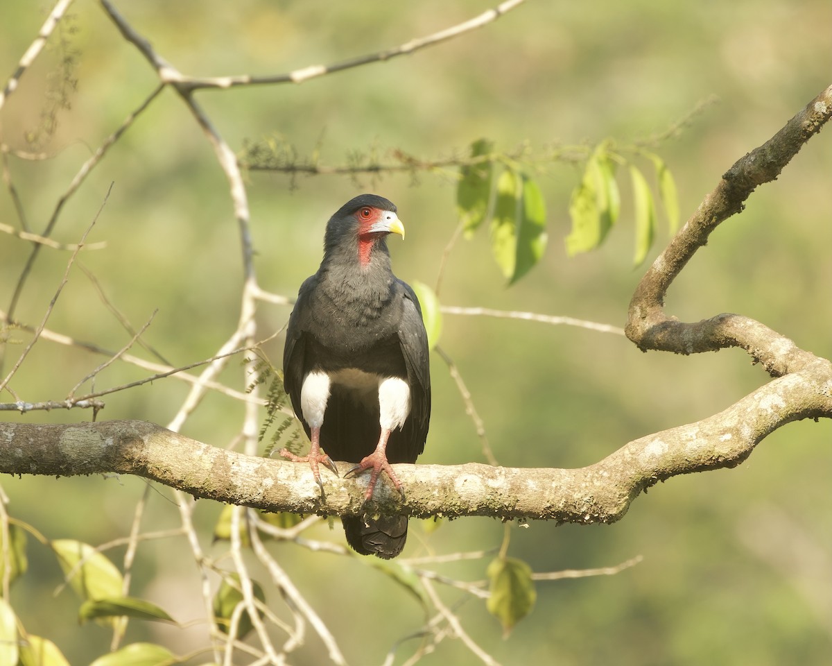 Red-throated Caracara - ML642023405