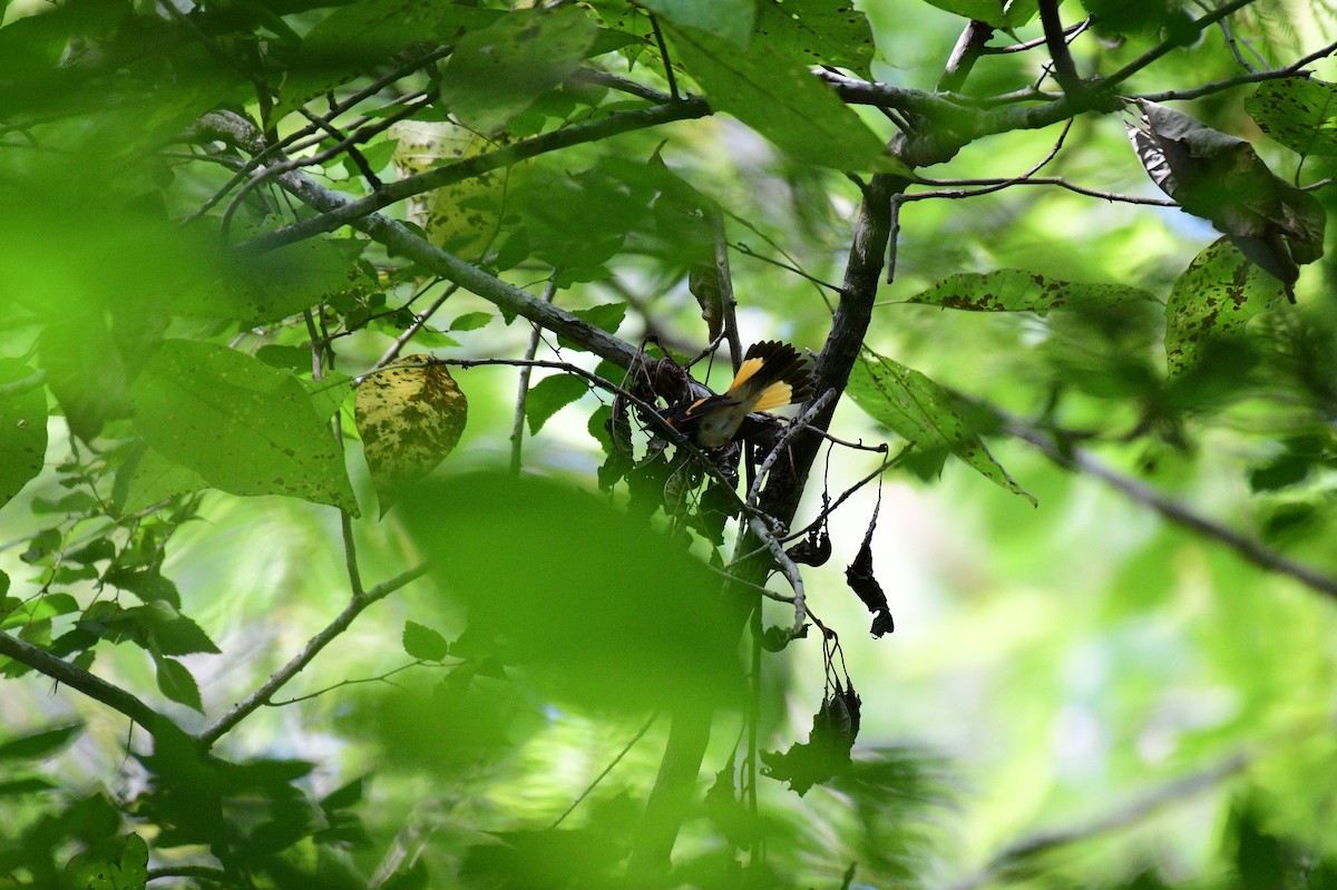 American Redstart - ML642023407