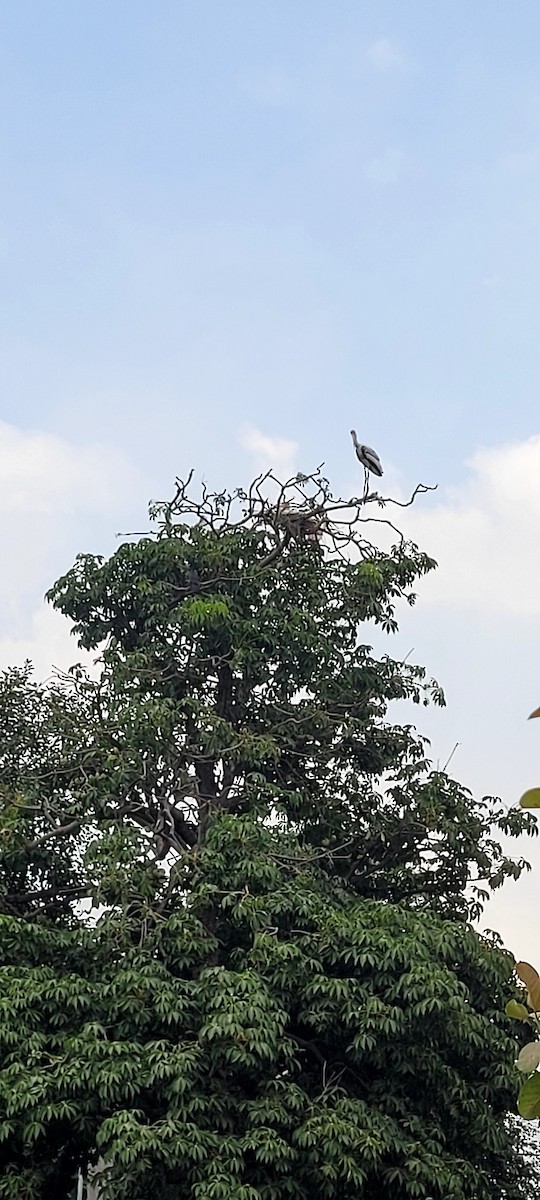 Painted Stork - ML642023425